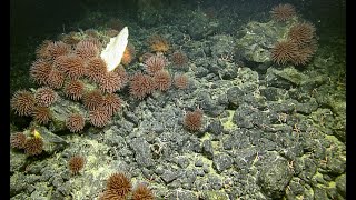 Northeast Pacific Seamounts