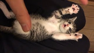 Surprised Kitty