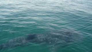 Whale Shark Encounter - Dubai