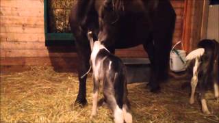 Twin Foals day 1 3