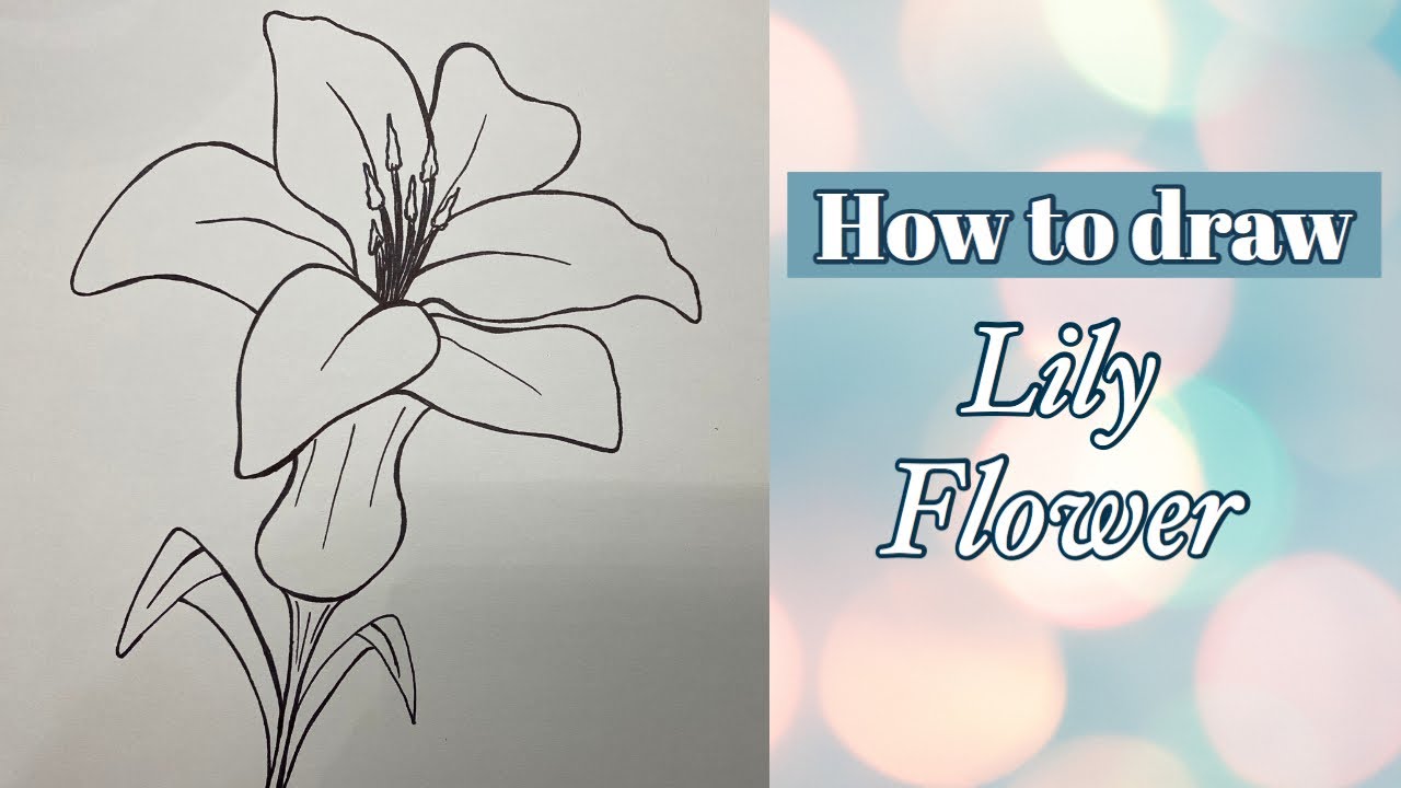 How To Draw A Stargazer Lily Step By Step - Justindrew