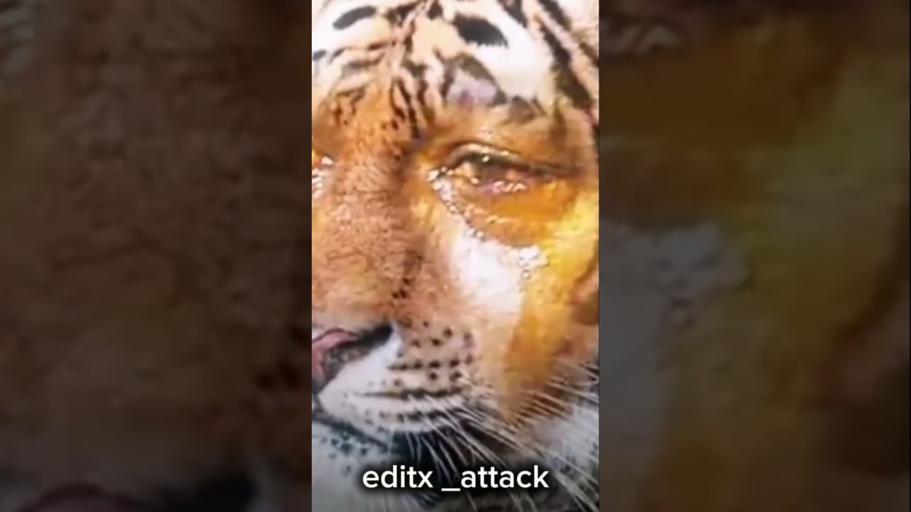 🐤 Funny Duck Edit Compilation | Hilarious Duck Moments 2025 😂🦆