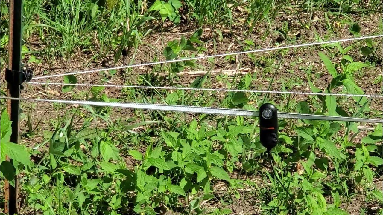 2021 Spraying My Roundup Ready Soybeans YouTube