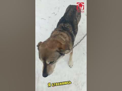 Приют Ласка, г.Барнаул - YouTube
