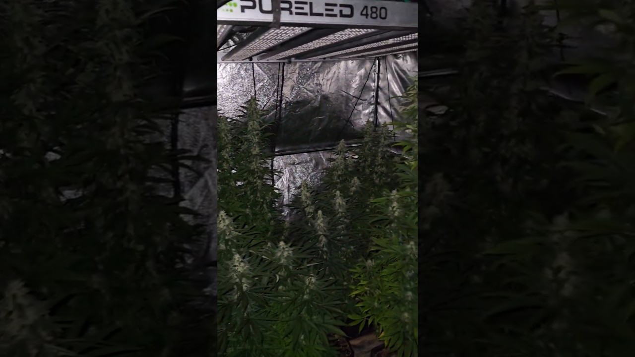 Durban Poison Indoor planting       (pevgrow)   4k60fps #7