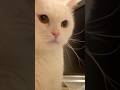 お年玉New Year's gift #shorts #cat #scottishfold #cute #kucing #बिल्ली #pets #고양이 #猫 #قطة #kedi