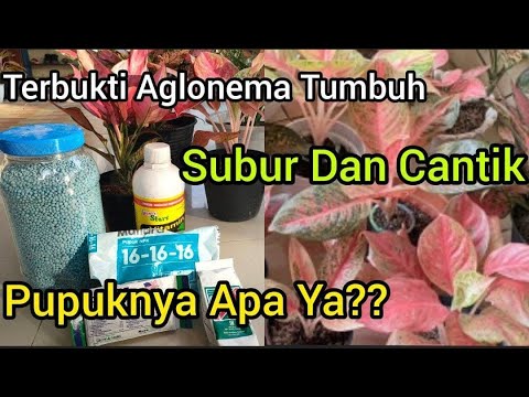 Pupuk Untuk Aglonema Yang Membuat Tanaman Jadi Subur Dan Cantik | Tyas Sisters