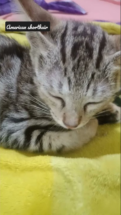 American shorthair kitten view 🐱🐱
