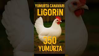 Yumurta Canavarı Ligorin Tavuk Irkı