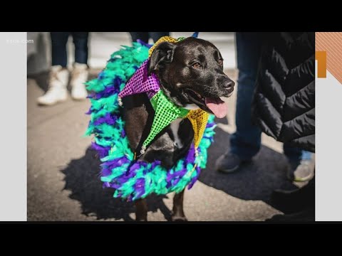 Video: Pet Scoop: Suņi svin Mardi Gras Parade, Seal Sneaks uz automobiļa paneļa