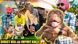 Direct USA 🇺🇸 Import American Bully in India 🇮🇳 😱