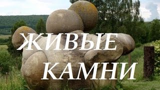 Живые камни- что это такое? Документальный проект Живые камни- что это такое? Документальный проект