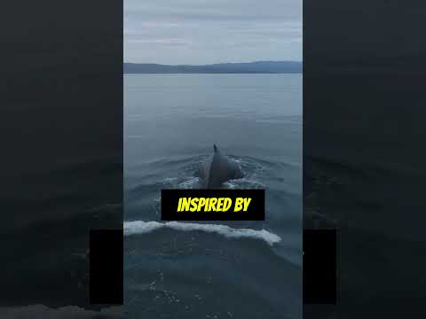 The Shocking Truth Behind Moby Dick S Failure And Real Life Inspiration Shorts 