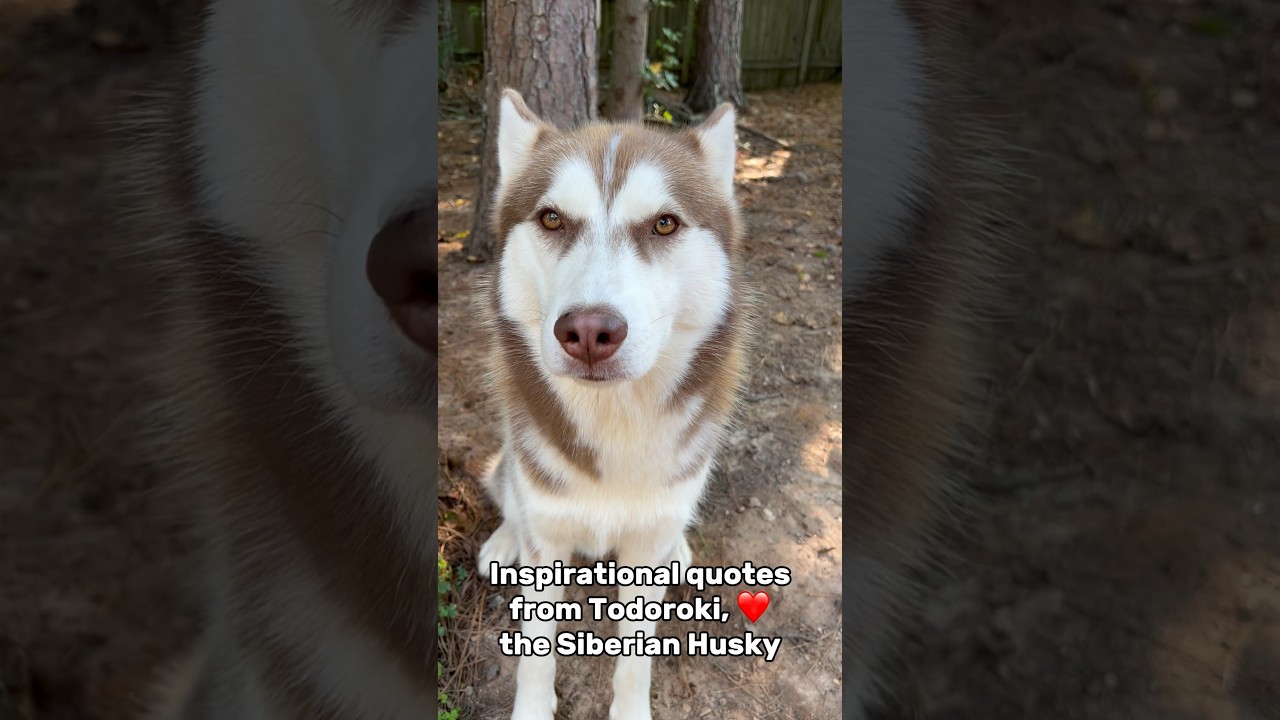 Inspiring quotes by Todoroki the husky