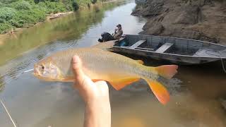 PIRAPUTANGA GIGANTESCA E MUITAS FISGADAS, PESCA NO RIO MIRANDA!!!!