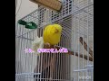 リラックスしているトリ