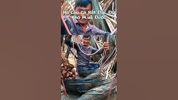 Mồi câu cá ngát cực kỳ nhạy #cauca #batcamientay #caucasong