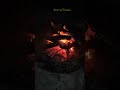 Real Campfire at Night