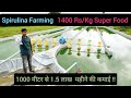 Spirulina Farming || 1400 Rs/ Kg Super Food || 1000 मीटर से 1.5 लाख महीने की कमाई || Hello Kisaan