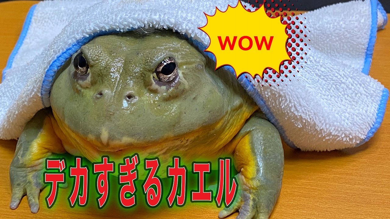 巨大ガエルの魅力 可愛すぎるアフリカウシガエル..Giant frog - YouTube