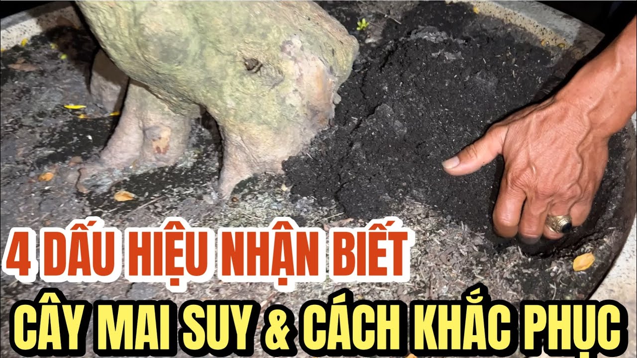 4 dấu hiệu nhận biết cây mai suy và cách khắc phục cứu ở vườn mai Sáu Hoàng nổi tiếng Q12 Tết 2023