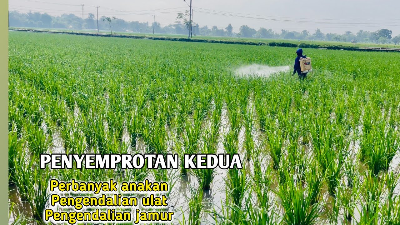 WAKTU PENYEMPROTAN KEDUA TANAMAN PADI
