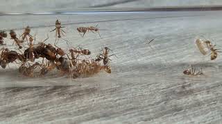 Anoplolepis Gracilipes Yca Yellow Crazy Ants