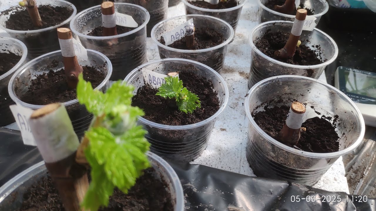 Укоренение винограда, в какой момент высаживать черенок в стакан и другие вопросы