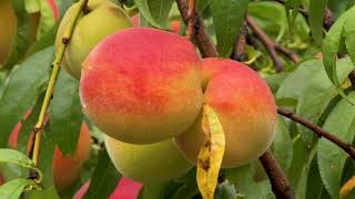 Harvesting the Sweetest Peaches: A Look Inside Our Farm Operation