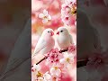 Loving Parrot Couple – Natural Forest Sounds 4K | World of Nature