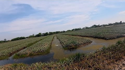   Cá  lũ  líp khoai  mùa  nước  rút #fishing