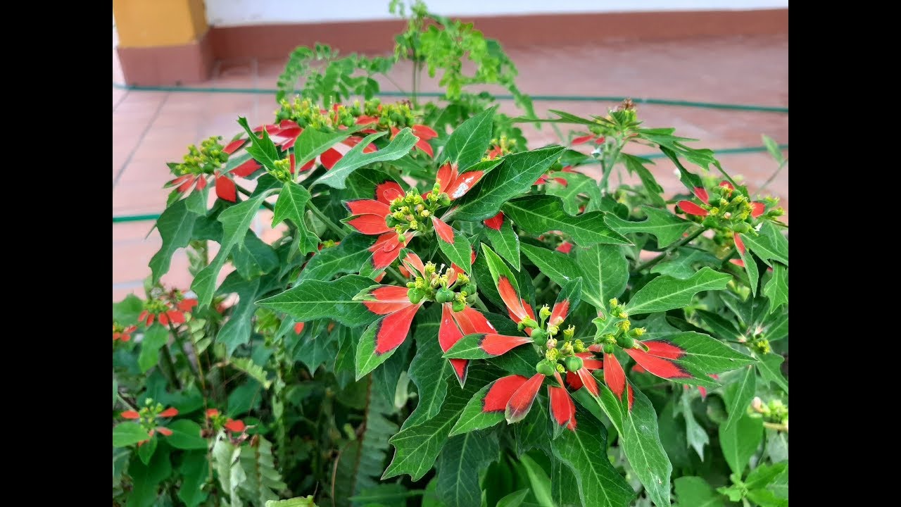 Euphorbia cyathophora / planta Noche buena silvestre / flora argentina /  Flor de Pascua silvestre - YouTube