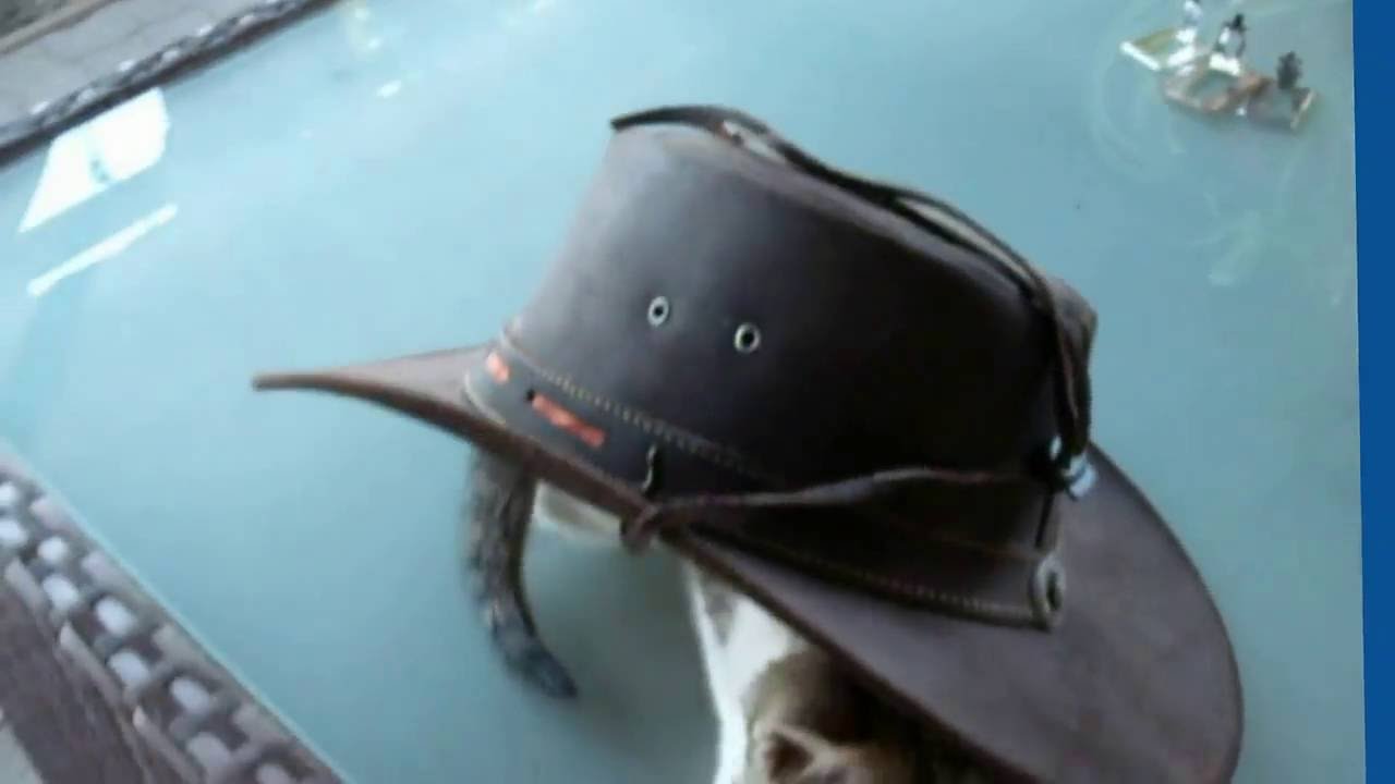 The Cat In The Hat - The Cat In The Cowboy Hat