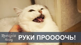 ДИКАЯ кошка: как приручить? ДИКАЯ кошка: как приручить?