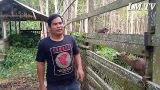 PENANGKARAN RUSA MILIK DINAS PERTANIAN, PERKEBUNAN, PERIKANAN DAN PETERNAKAN KAB LAMANDAU