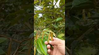 Pohon Durian Kurang Subur? Solusinya Tiga Pupuk Pertumbuhan Ini