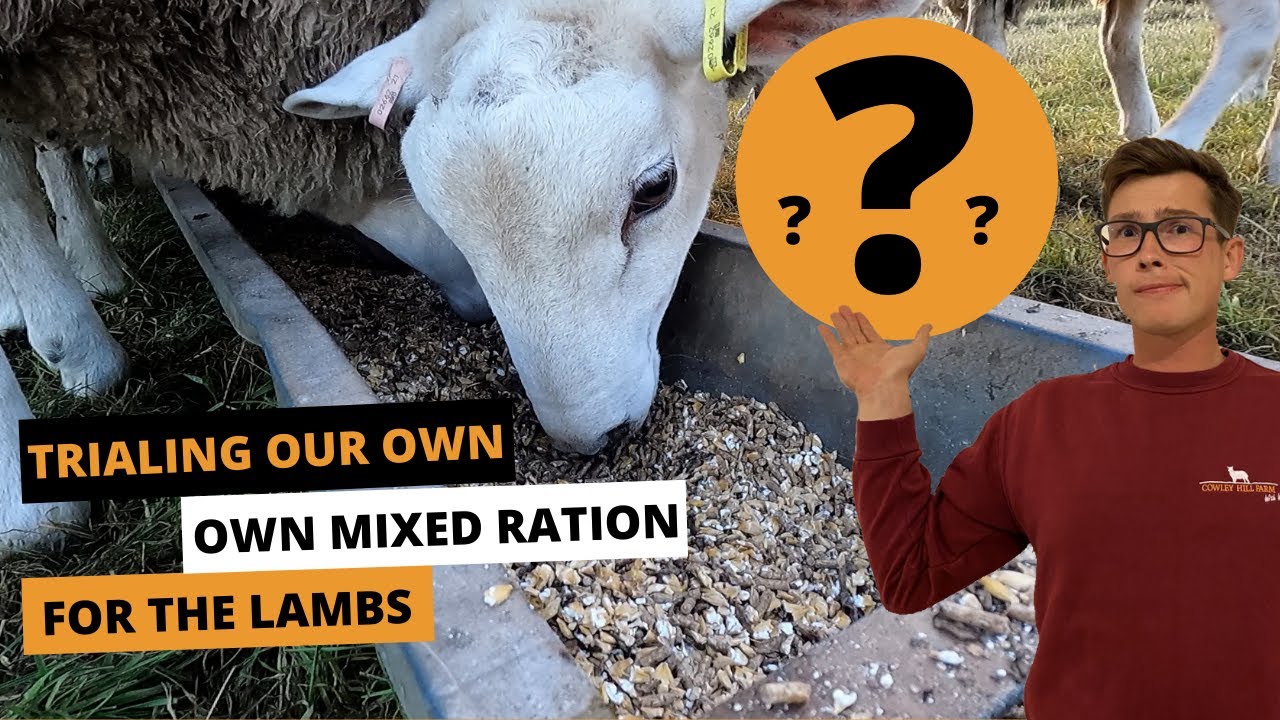TRIALING OUR OWN MIXED RATION FOR THE LAMBS - YouTube