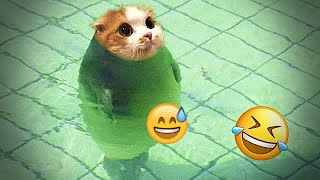 You Laugh You Lose 😛 Funniest Dogs and Cats 2024 🐕🐈