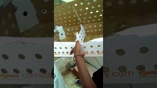 Présentation Dun Élevage De Poussin