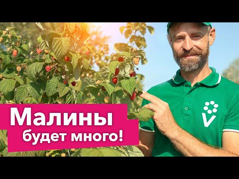 КАК ОБРЕЗАТЬ МАЛИНУ НА ЗИМУ? ДВОЙНОЙ УРОЖАЙ малины при такой обрезке осенью!