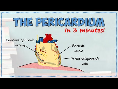 Video: Hva er opprinnelsen til perikardiakofren arterie?