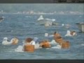 ♪おれの女房日本一(オリジナル演歌).wmv