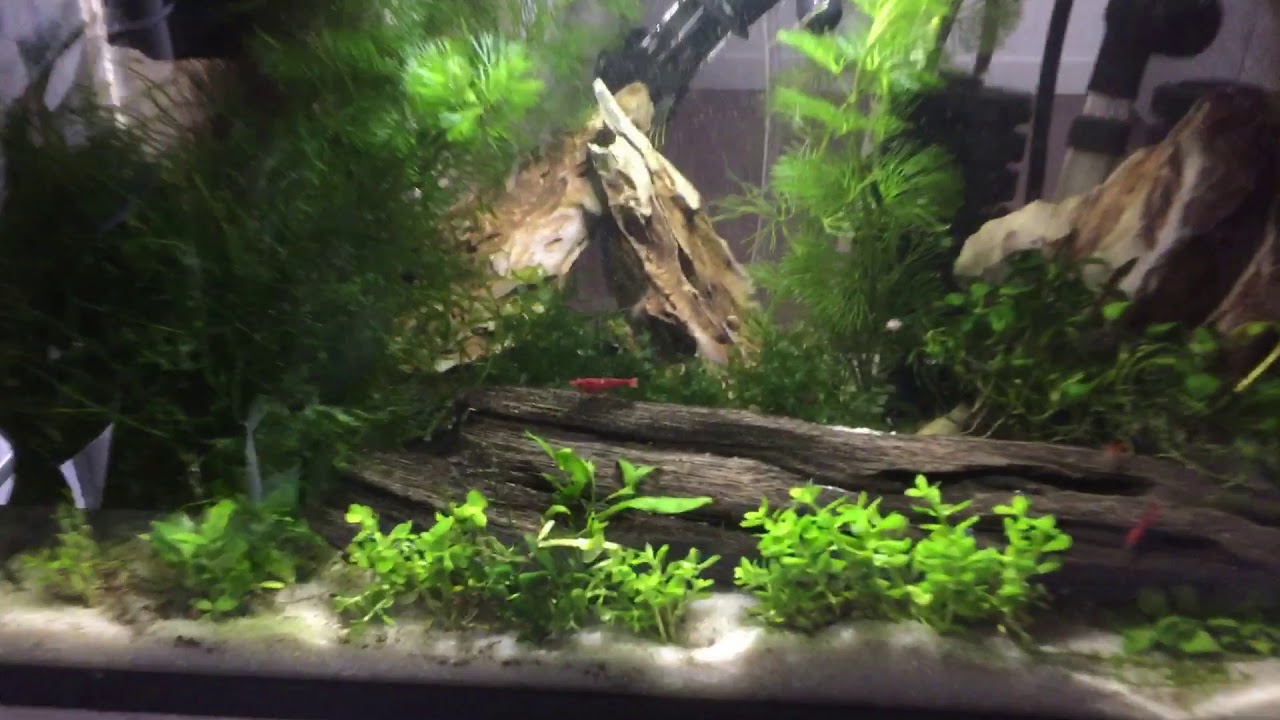 Shrimp tank setup YouTube