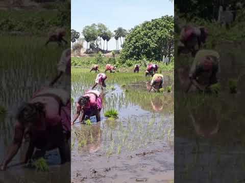 Farmland #shorts by vickyvideos
