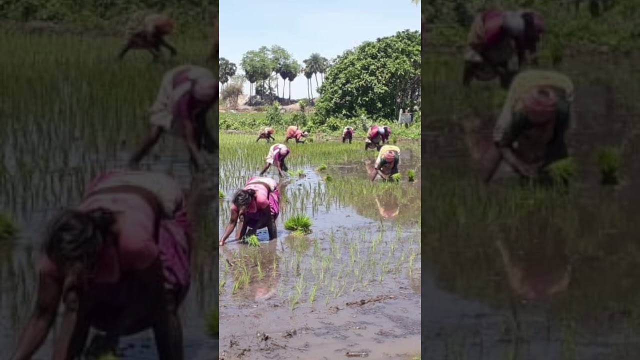 Farmland #shorts by vickyvideos