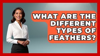 What Are The Different Types Of Feathers - Bird Watching Diaries