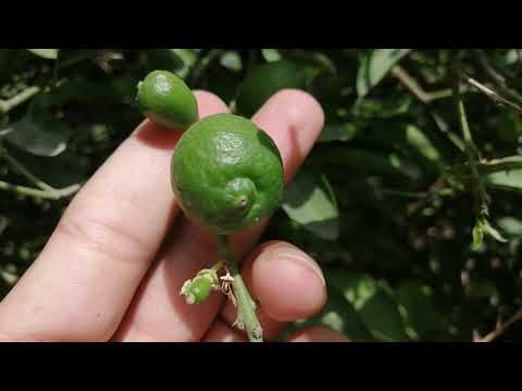 how long after flowering do lemons appear?life cycle of a lemon | which month lemons produce on tree