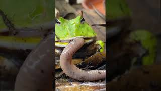 HUNGRY Pet Frog catches and eats a GIANT Worm! Avocado the Pacman Frog!