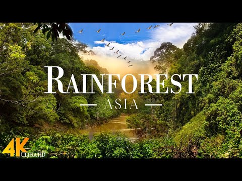 Asia Rainforest 4k - The Deep Green Tropical Rainforest | Jungle Sound | Scenic Relaxation Film