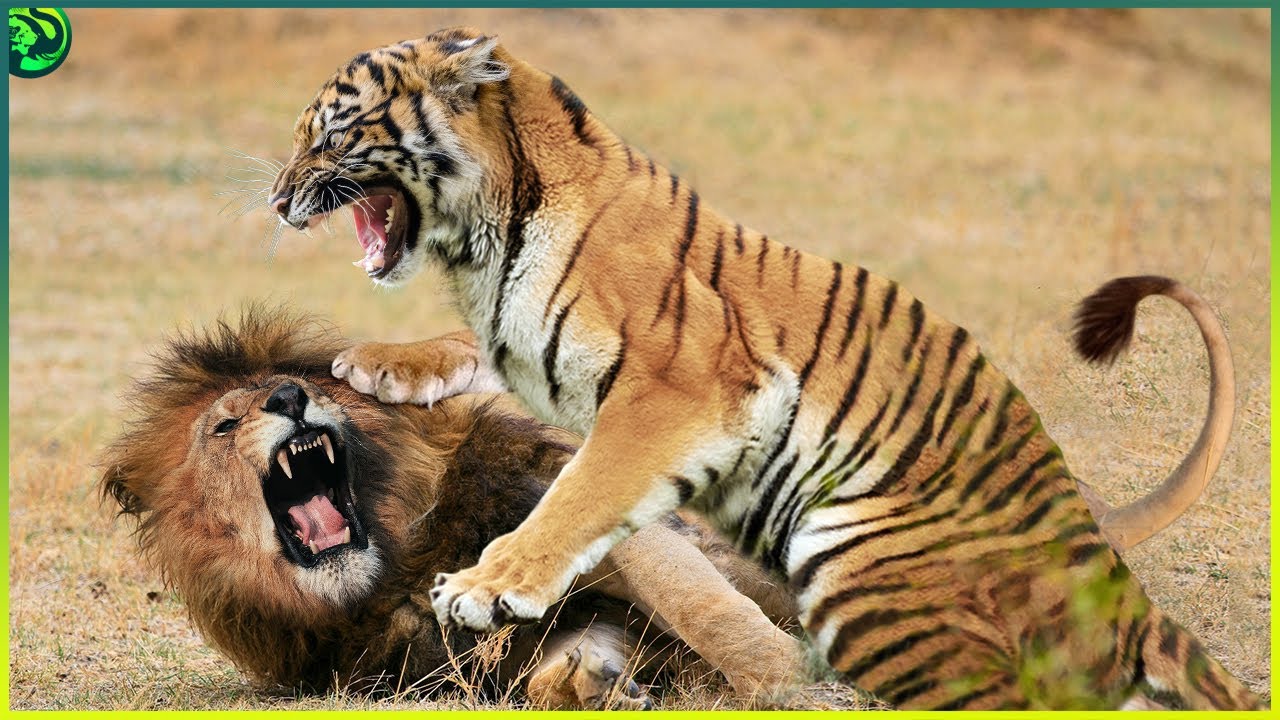 12 Animals That Can Defeat A Lion YouTube 12-animals-that-can-defeat-a-lion-youtube